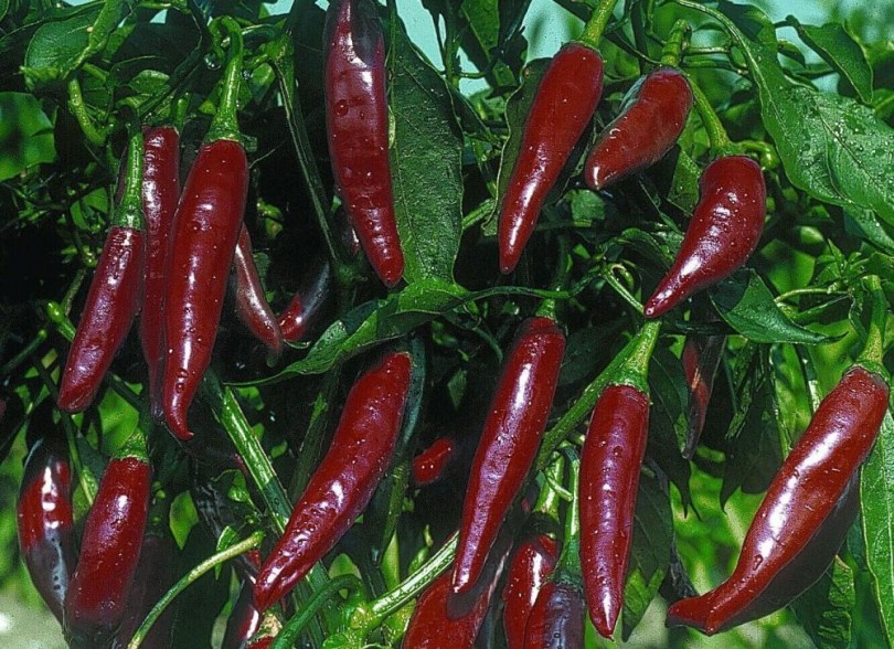Kalocsai csípős fűszerpaprika, Capsicum annuum cv. Kalocsai csípős fűszerpaprika, paprika, csípős